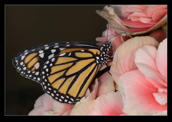 �������� ����� :)