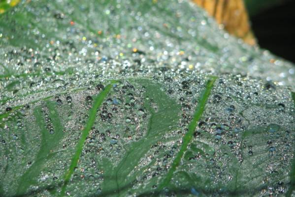 ����� �����