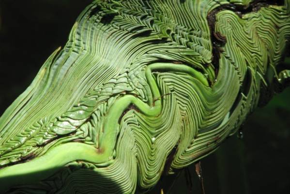 ��� ��� ��������� ...