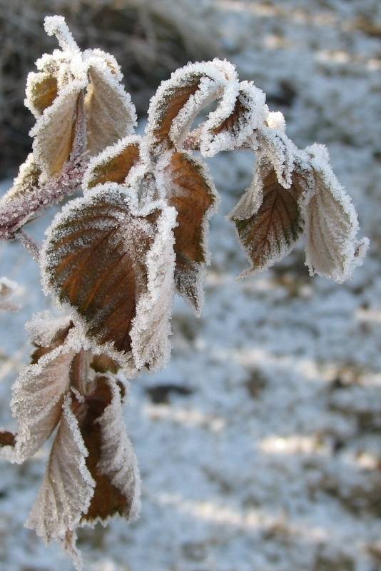 ��������� ���� �����