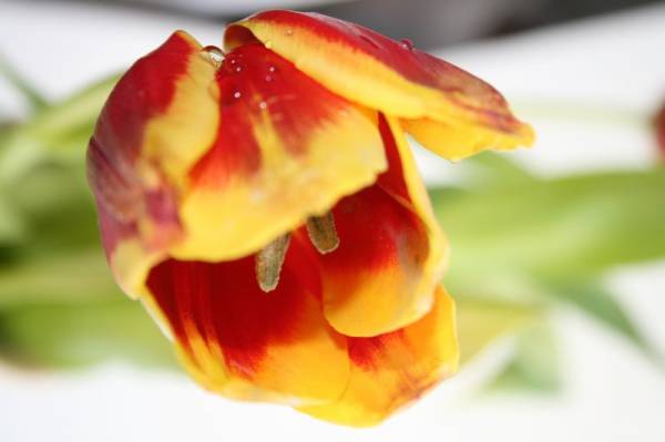 ����� �������