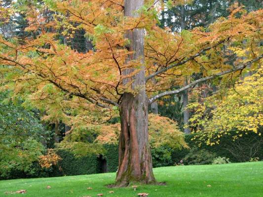 ������ ��������