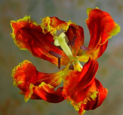 ������  �������