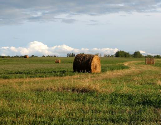 ����� ����