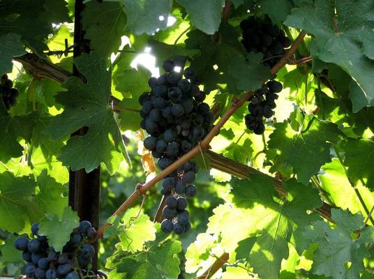 ����������� ����