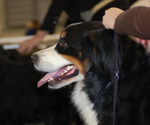 Latvian Winner-2008 15-16 marz. ������ ������ �������� � ������� ��������.