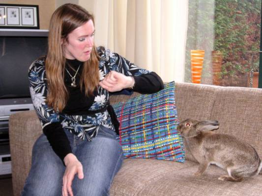  Bunny