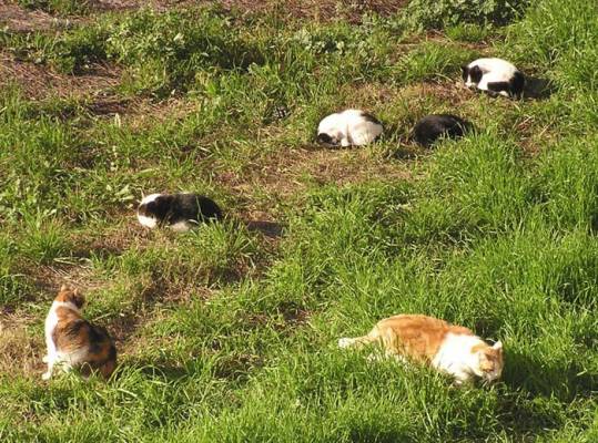 ������� �����