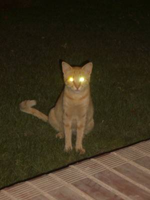 �������� �����