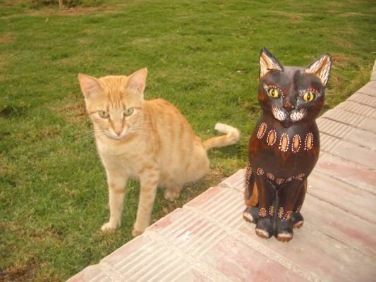 ��� �����