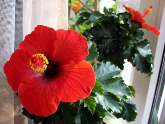 ��������� ����������