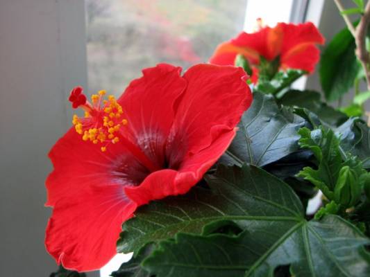 ��������� ����������