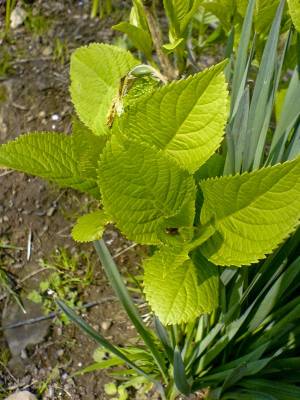 ����������� �����  