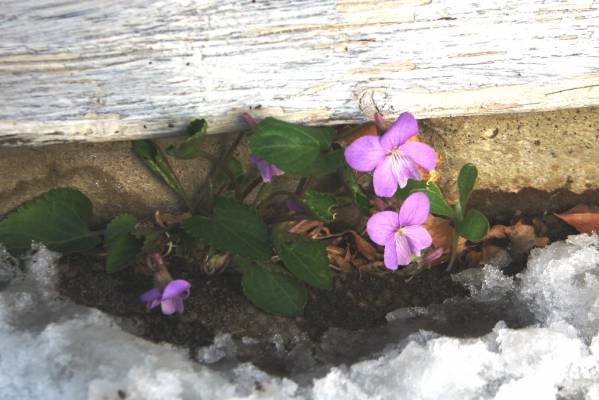 ������ ������ 2