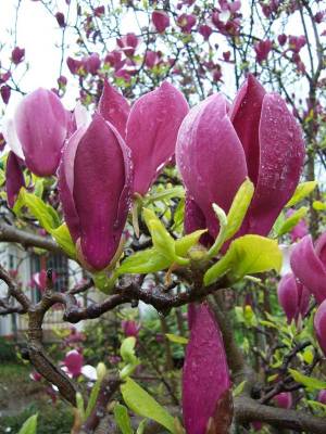 ����� ������