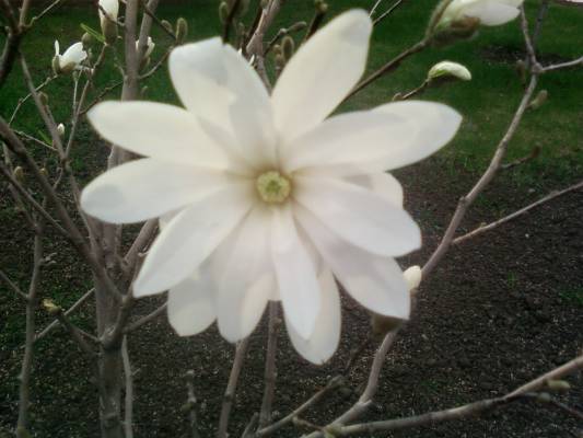 ����� ����