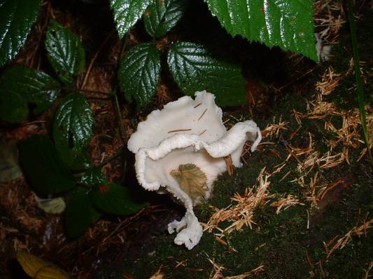 ������� ��������