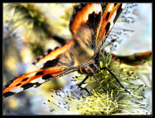 ������� ������