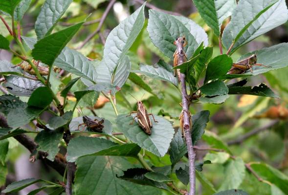 ��� �� ���������, � �� ������� ...