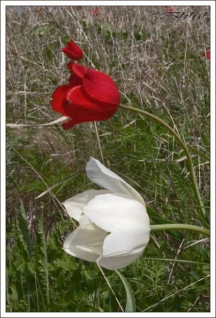 ����� �������