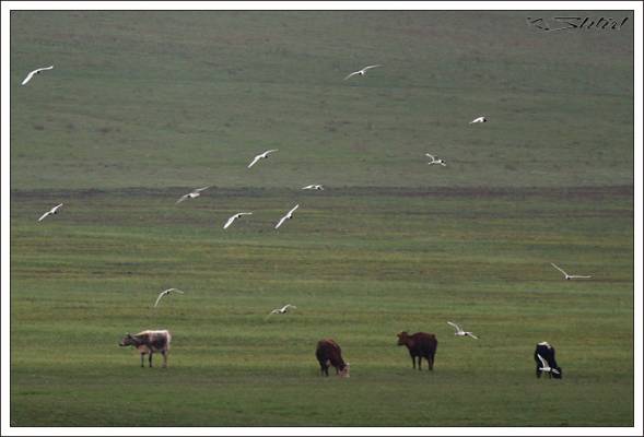 ����� � ������