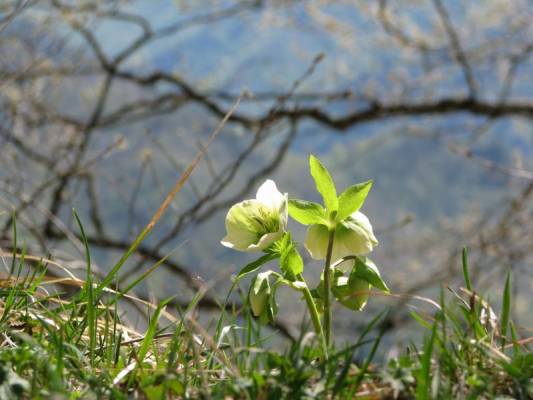 ��� ����� 