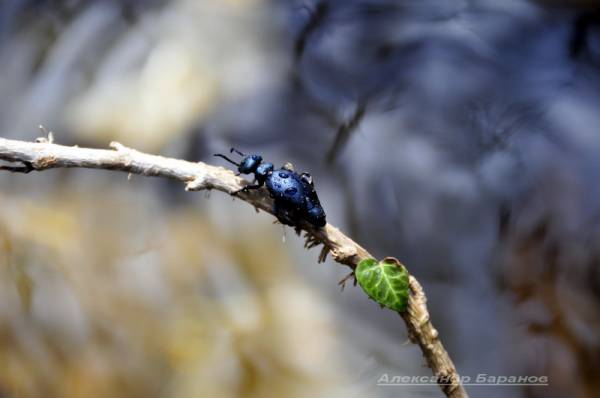 ��������... �����...