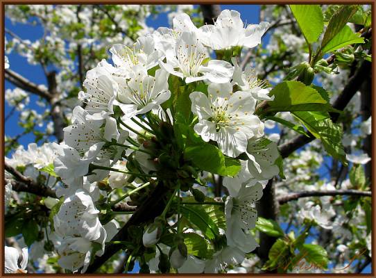 ��� ������� 2008. 