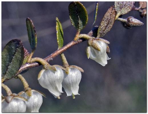 �������� ������