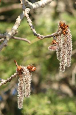 �������� �������