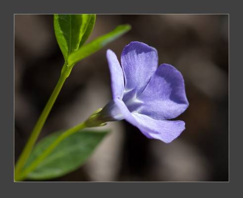 ������ ��������