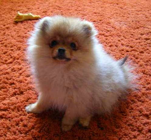 ���� ������