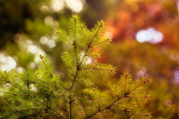 ������ - �����