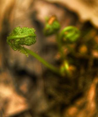 ������ - ����������