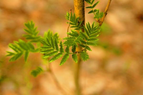 ������ - ������