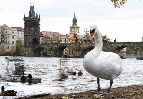 ���� ������� �� ������