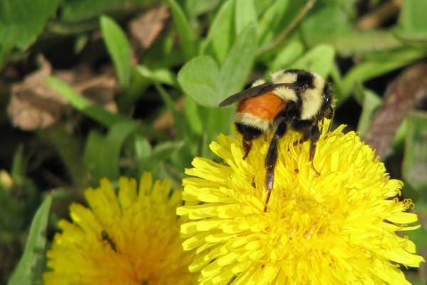 ����� � ���������