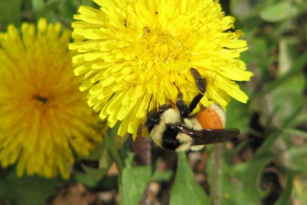 ����� � ���������