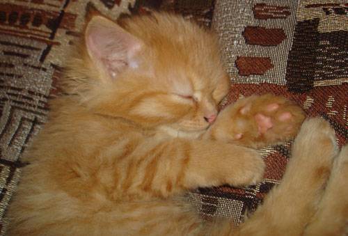 �����-�������