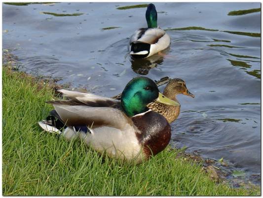 �������� � �������