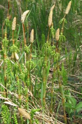 ���������� �������� - ����?