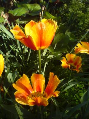 ��������