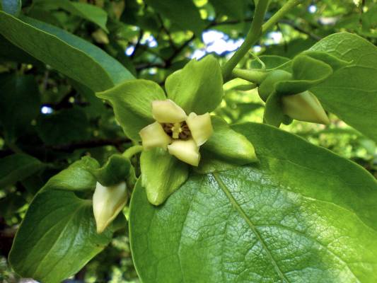 ����� � �������