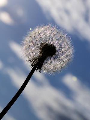 ������ ��������