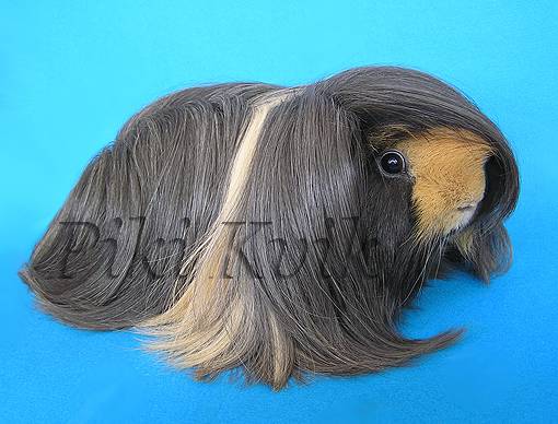 ��� ���� ������