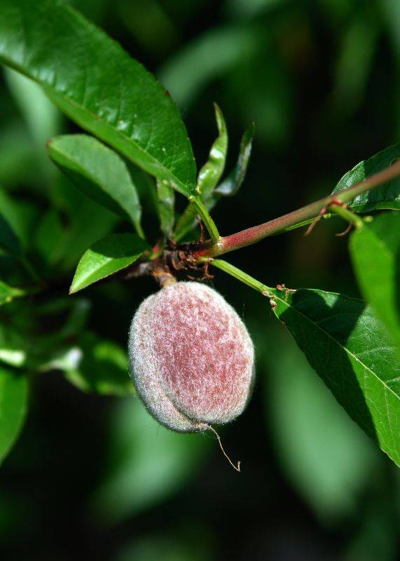 ������� ������