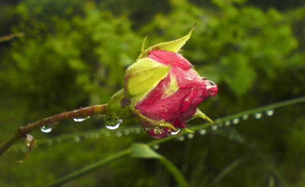 ������� �������� ������