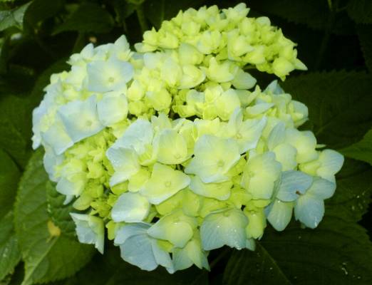 ����� �����