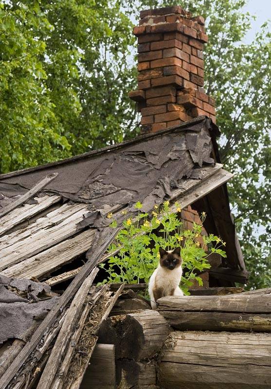 ���� ����