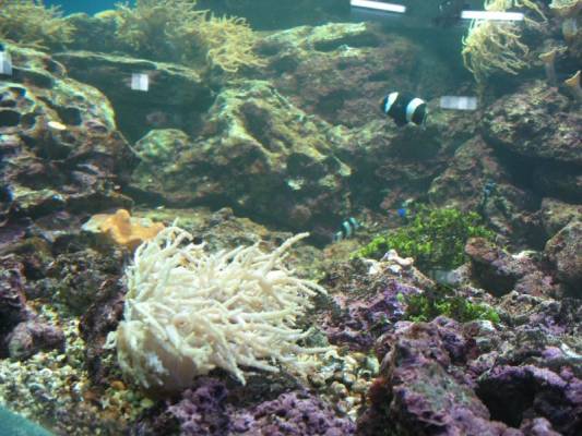 ��������� ���